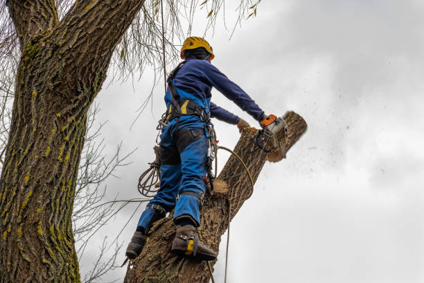 Best Tree Clearing Services  in Haskell, OK